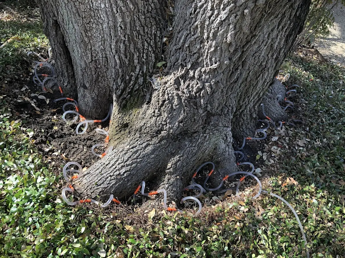 Detailed Tree Cabling and Bracing job site in Trent